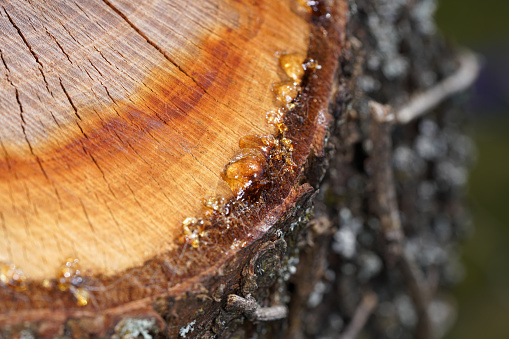 This is tree resin on a freshly cut tree with the macro photographed objectively in daylight