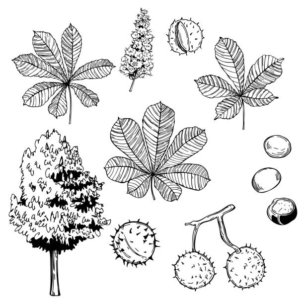 ilustrações de stock, clip art, desenhos animados e ícones de hand drawn horse chestnut tree. vector sketch  illustration. - semente ilustrações
