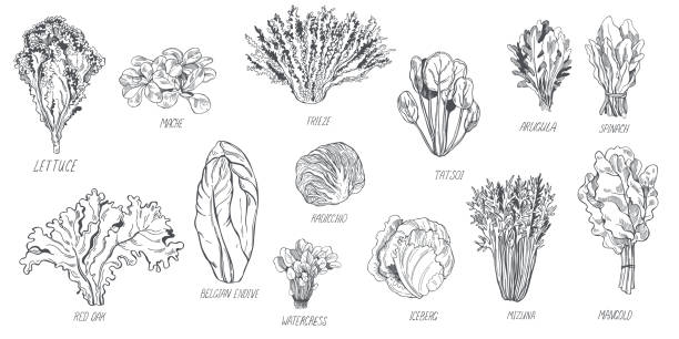 Different kinds of lettuce .  Vector sketch illustration Hand drawn different kinds of lettuce on white background.  Vector sketch illustration corn salad stock illustrations