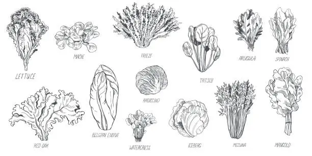 Vector illustration of Different kinds of lettuce .  Vector sketch illustration