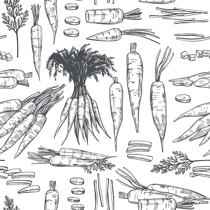 Hand drawn carrot on  white background.  Vector seamless  pattern.