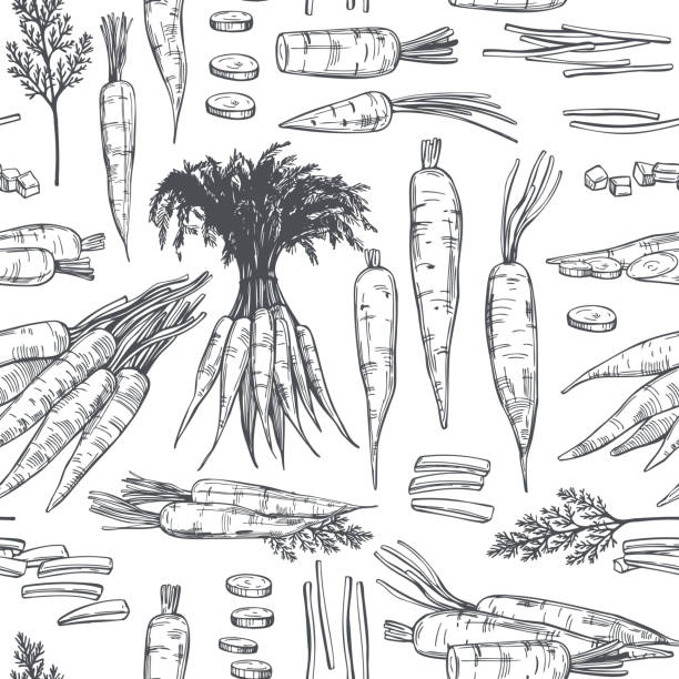 Hand drawn carrot . Vector pattern. Hand drawn carrot on white background. Vector seamless pattern. carrot stock illustrations