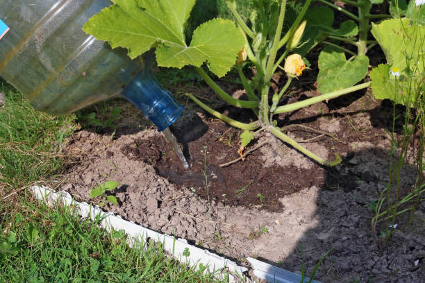 el agricultor vierte del botín de riego de una plántula joven de una médula vegetal - zucchini flower squash summer fotografías e imágenes de stock