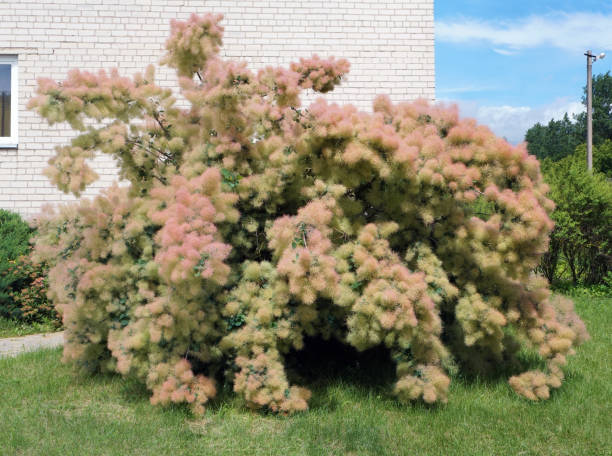 cotinus ou smoky shrub floresce no verão com flores rosas exuberantes que parecem algodão - european smoketree - fotografias e filmes do acervo
