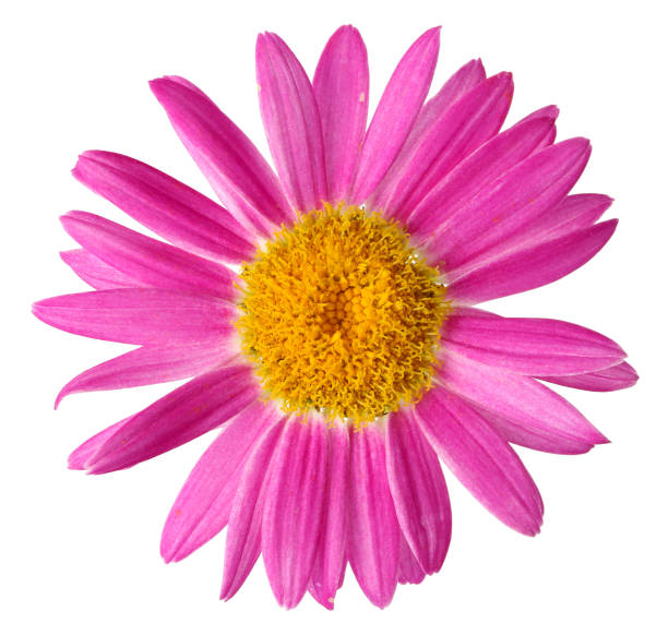 istock Pink garden daisy flower  isolated on white macro 1256458811
