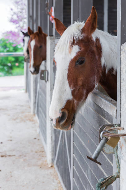 istock Group portrait of spotted horses 1256459682