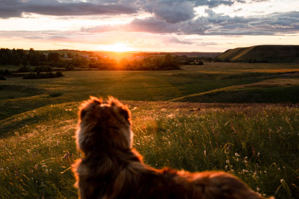 istock The Asian shepherd is a big loyal dog for territory and herd protection. 1256460405