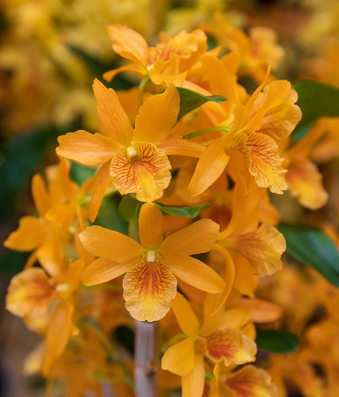 Orchid noble orange color flowers