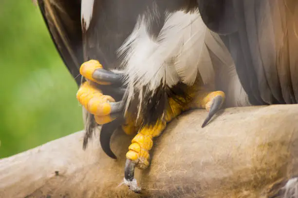 Photo of claws of a bird of prey, eagle close up