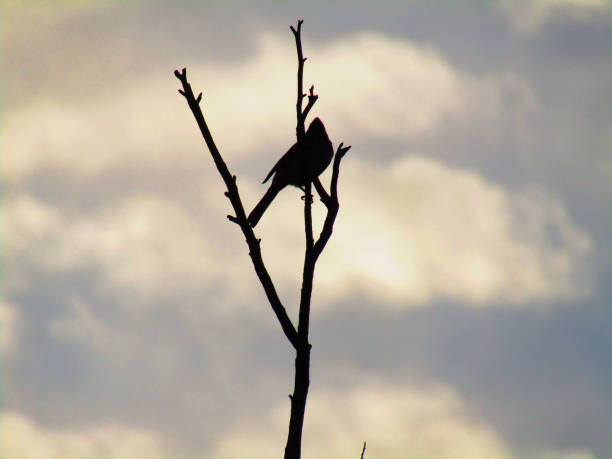 istock Silhouette red-whiskered bulbul bird (Pycnonotus jocosus), or crested bulbul sitting on the tree 1256461611