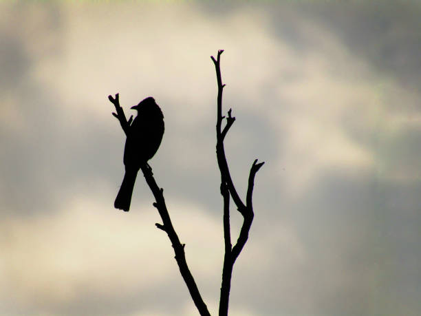 istock Silhouette red-whiskered bulbul bird (Pycnonotus jocosus), or crested bulbul sitting on the tree 1256461641