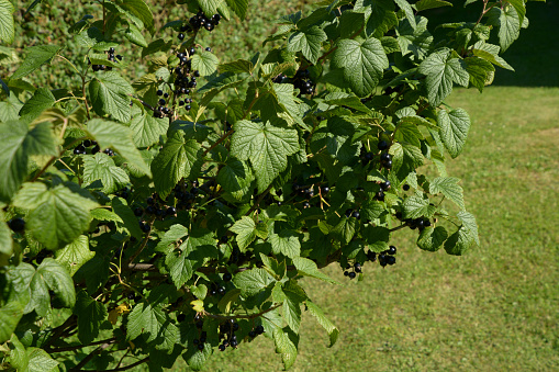 ribes nigrum bush with ripe berries