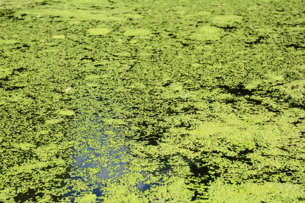 istock Bad duckweed control: a close up on a river, lake, pond overgrown with duckweed. 1256464745