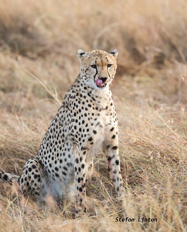 A cheetah in the grass. Taken in Kenya