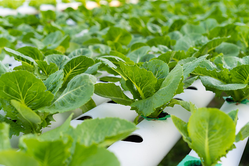 Cos Romaine Lettuce hydroponic farming