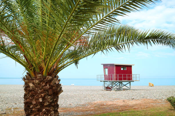 istock Green palm tree on the empty beach with red lifeguard hut in the background 1256466559