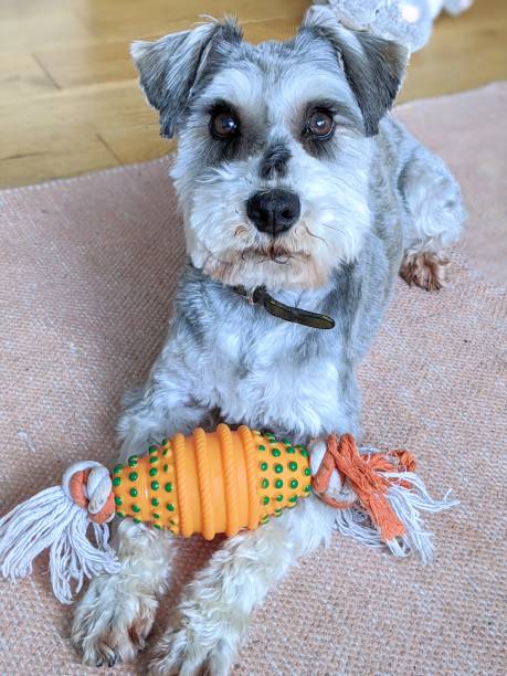 istock Dog with her favourite toy 1256467075