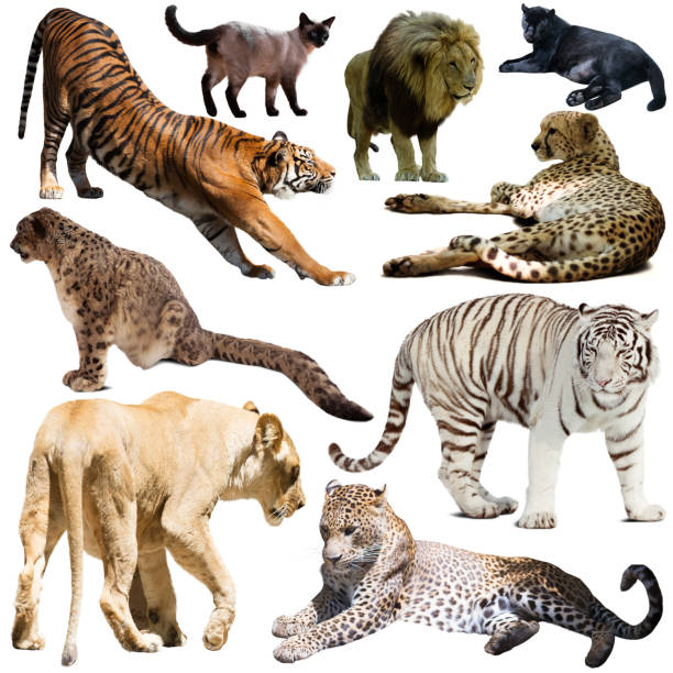 istock Collage with feline wild mammals on a white background 1256467412