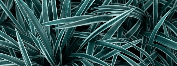 istock tropical leaves, dark green foliage, abstract nature background 1256467546