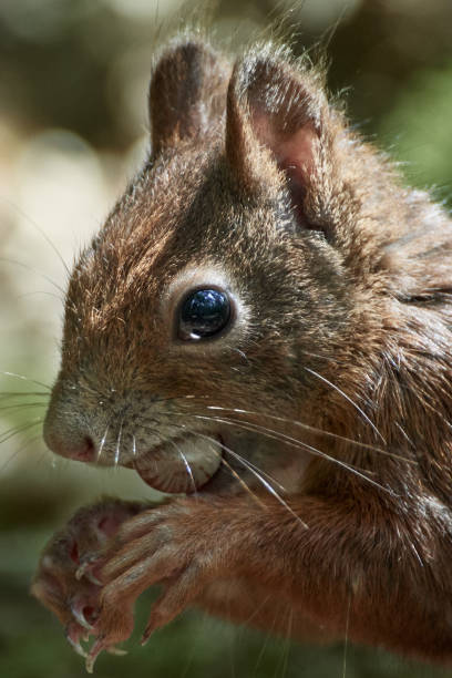 istock Close-up of Eurasian red squirrel (Sciurus vulgaris) eating a hazelnut 1256467569