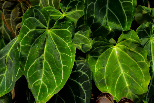 istock tropical elephant ears leaf texture, large palm foliage nature dark green background 1256467662
