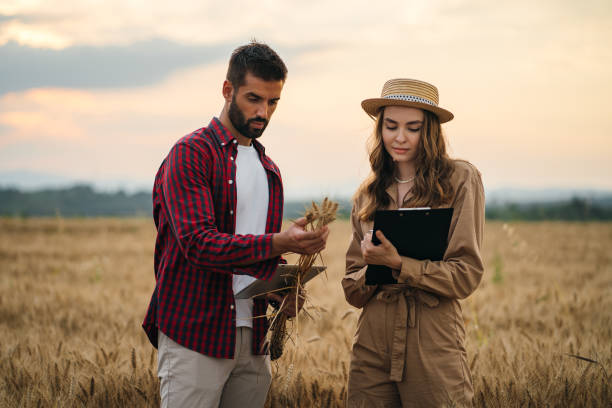 istock Farmers in the wheat field 1256467668