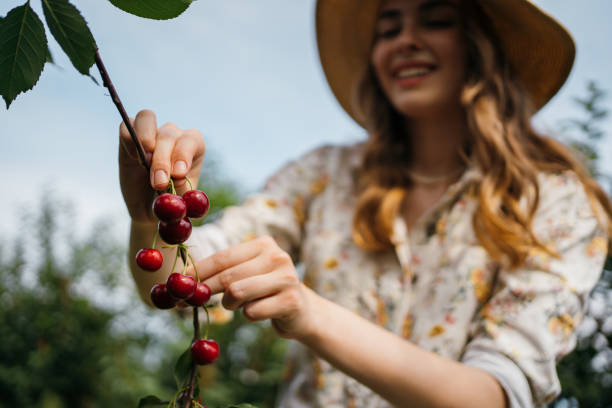 istock Beautiful woman picking cherries 1256467832