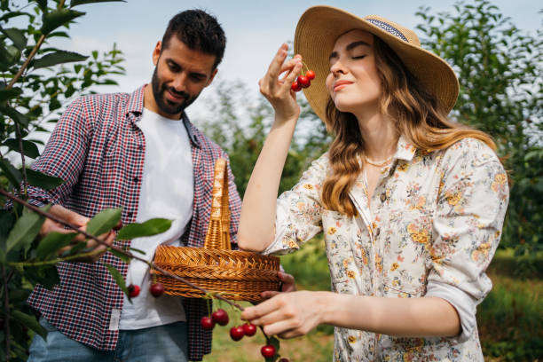 istock Beautiful couple is picking cherries 1256467851