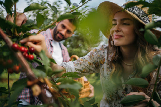 istock Beautiful couple picking cherries 1256467854