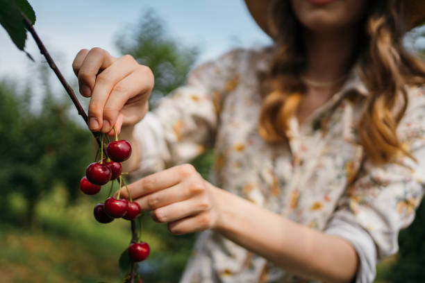 istock Beautiful woman picking cherries 1256467864