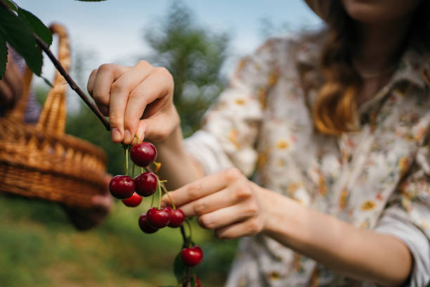 istock Beautiful woman picking cherries 1256467865