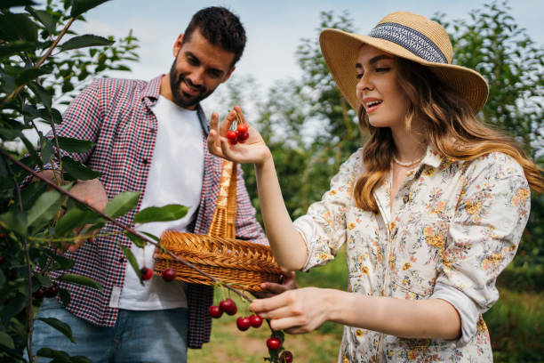 istock Beautiful couple picking cherries 1256467879