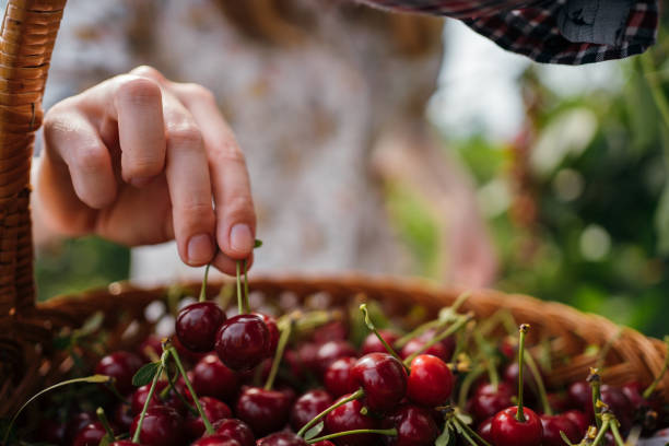 istock Female hand take a cherry from a basket 1256467913