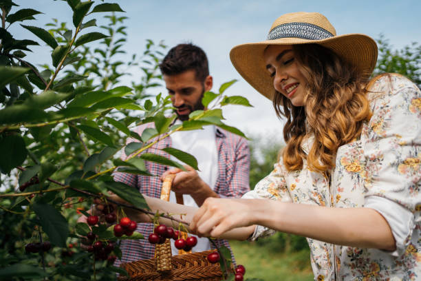 istock Beautiful couple is picking cherries 1256468051