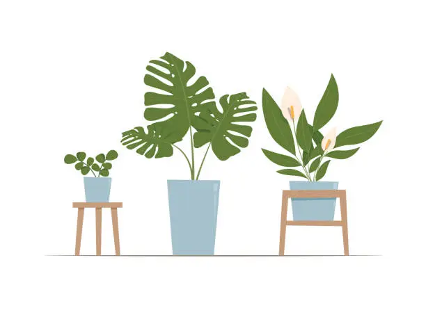 Vector illustration of Houseplants on white background, Ficus annulata Blume tree, Monstera, Peace lily