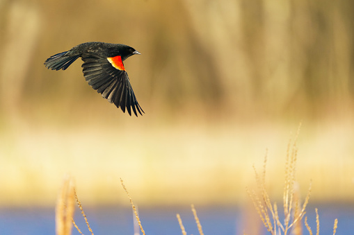 Red-winged Blackbird (Agelaius phoeniceus) flying in a wetland marsh habitat. Great Meadows National Wildlife Refuge, Massachusetts
