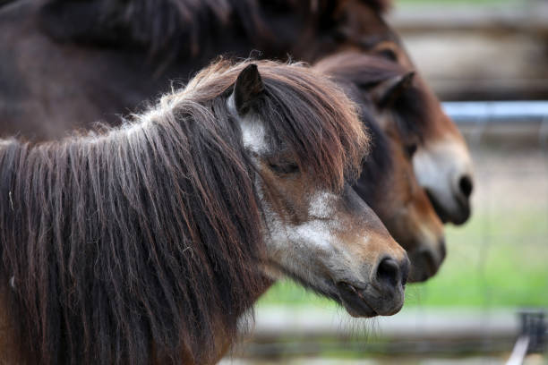 istock A close up of a horse head 1256468796