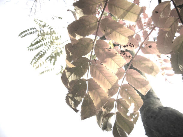 istock Pale leaves in front of a white background 1256470153