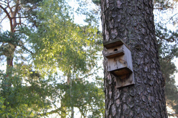 vogelhaus auf einem baum im wald. vogelhaus an einem sonnigen tag. tierpflege - birdhouse animal nest house residential structure stock-fotos und bilder