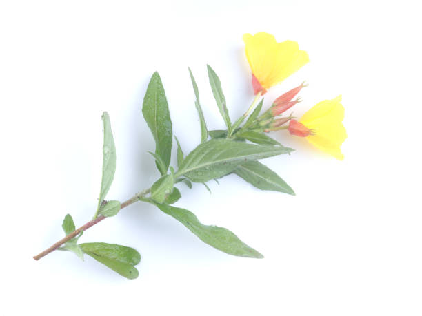 istock yellow mullein flowers on a white background 1256470602