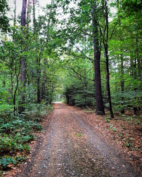 istock The Beauty of Prussian Forest, Eastern Germany 1256472134