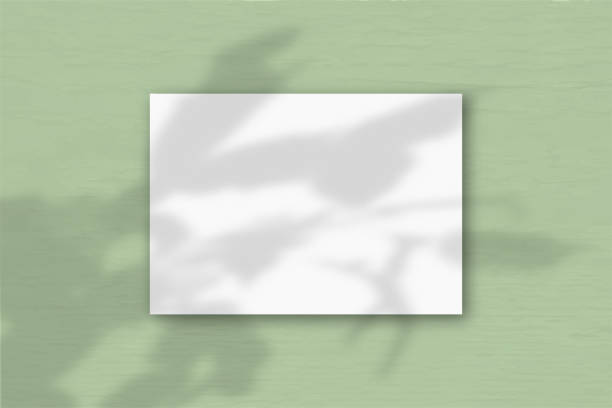 istock A horizontal A4 sheet of white textured paper on the green wall background. Mockup overlay with the plant shadows. Natural light casts shadows from an exotic plant. Horizontal orientation 1256472360