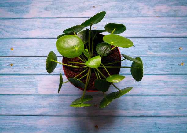 istock Chinese money plant 1256473757