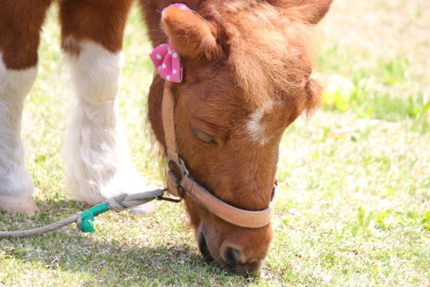 istock Pony eating grass on a nice summer day 1256475034