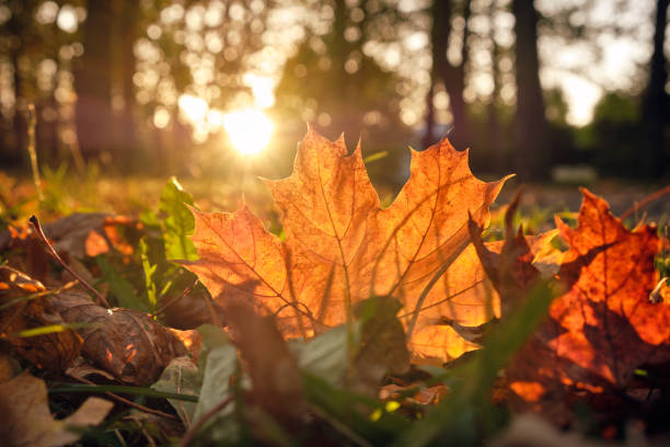 Beautiful autumn leaves of a maple tree lying on the ground in the grass in the backlight of the sunset
