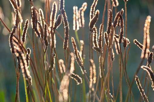 Poaceae grass flower in the rays of the rising sunset background, Eastbourne, East Sussex