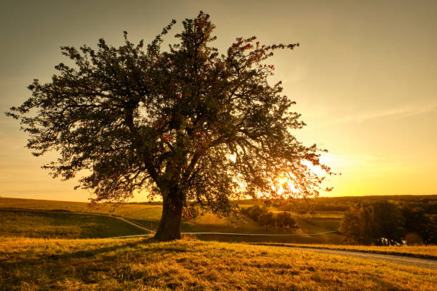 istock Beautiful single tree in rural sunset landscape in Germany 1256475298
