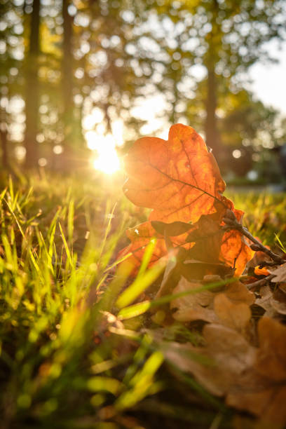 istock Autumn leaves lying in grass in sunset 1256475305