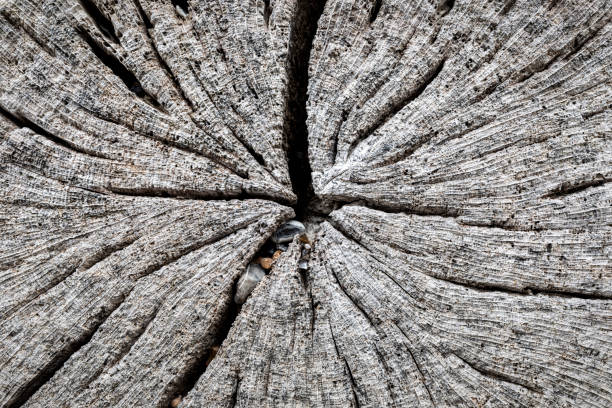 Sea wood texture macro photo.
