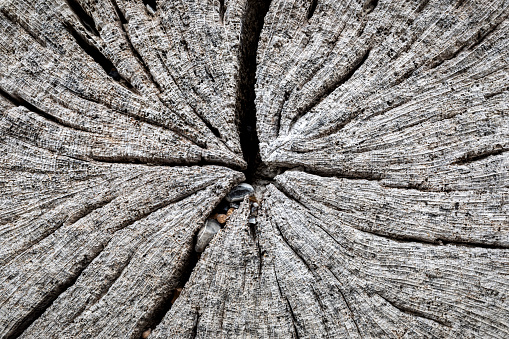 Tree rings of a stump.